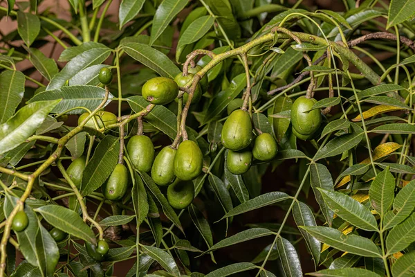 Ambarella Fruiting Tree Species Spondias Dulcis — Stock Photo, Image