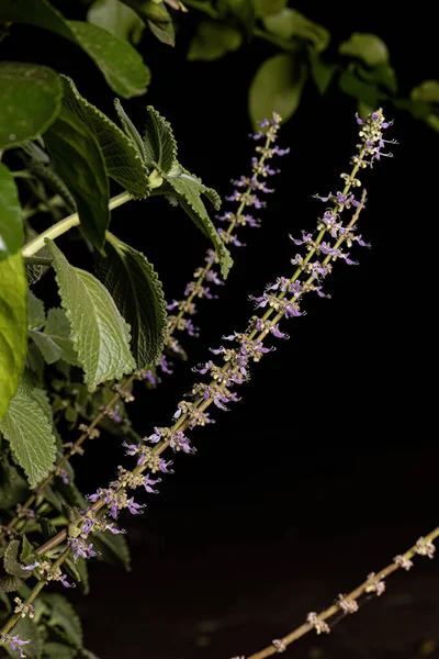 Borage Indyjski Kwiat Gatunku Coleus Amboinicus — Zdjęcie stockowe
