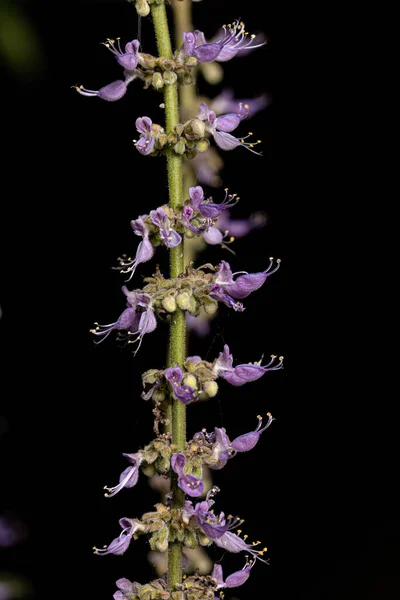 Borraja India Flor Especie Coleus Amboinicus —  Fotos de Stock