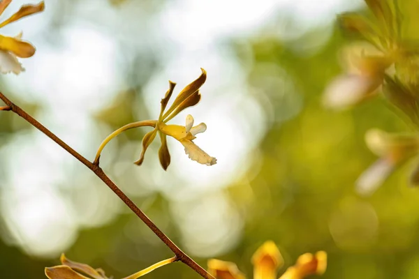 stock image Small Orchid Flower of the Genus Encyclia