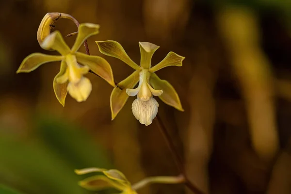 stock image Small Orchid Flower of the Genus Encyclia