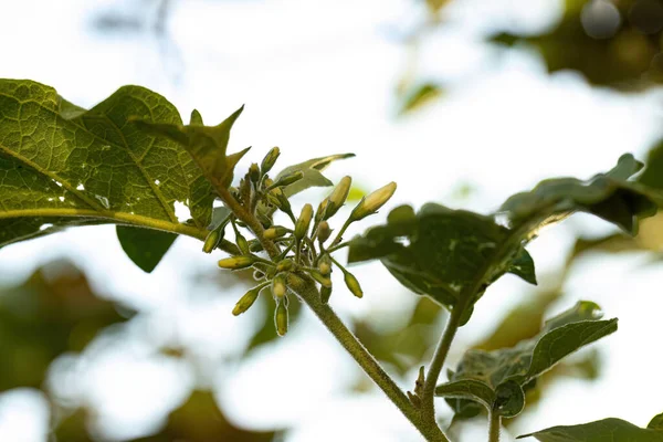種の開花植物一般的にジュルブバとして知られているSolanum Paniculatumブラジルのほぼすべてで一般的な日陰 — ストック写真