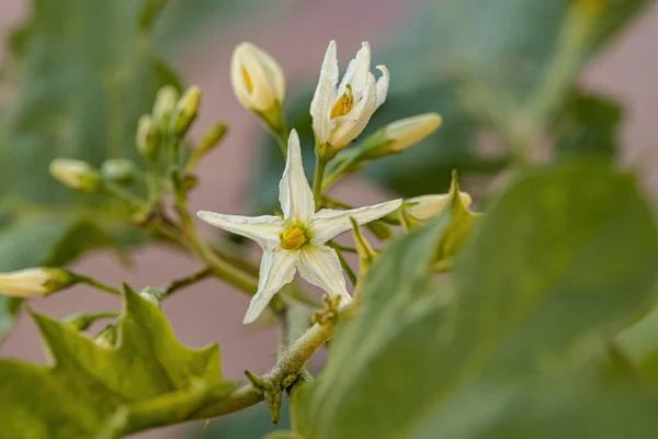Kvetoucí Rostlina Druhu Solanum Paniculatum Běžně Známého Jako Jurubeba Noční — Stock fotografie