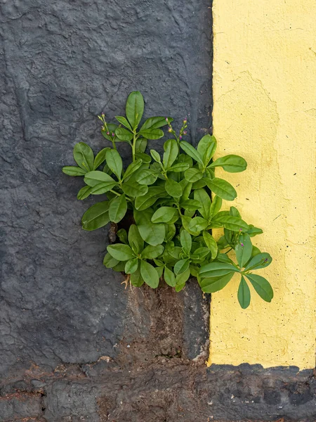 Philippinische Spinatpflanze Der Art Talinum Fruticosum — Stockfoto