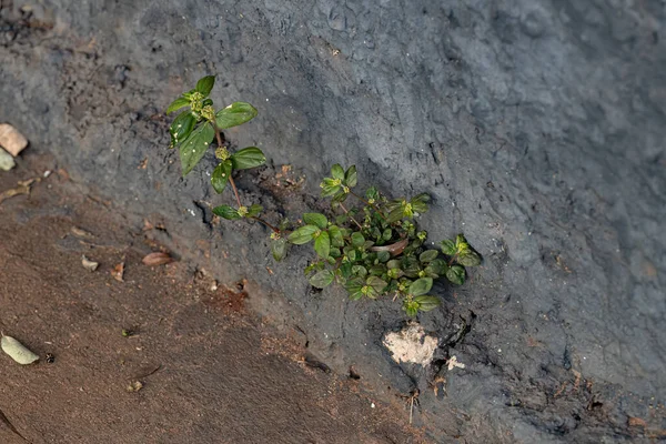 Euphorbia Hirta Fajhoz Tartozó Kisméretű Asztma Növény — Stock Fotó