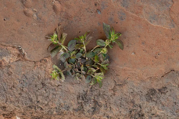 Euphorbia Hirta Fajhoz Tartozó Kisméretű Asztma Növény — Stock Fotó