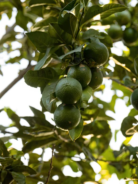 Small Lemon Fruit Plant Genus Citrus — Stock Photo, Image