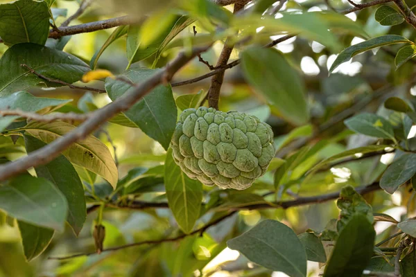 Sweetsop Green Fruit Species Annona Squamosa — Stock Photo, Image