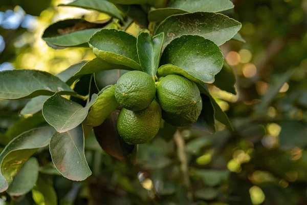 Small Lemon Fruit Plant Genus Citrus — Stock Photo, Image