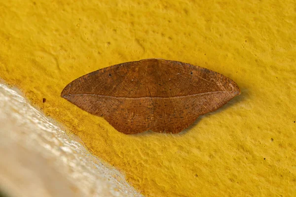 Vuxen Moth Insekt Ordningen Lepidoptera — Stockfoto