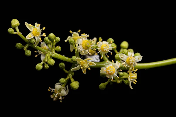 Ambarella Tree Flower Species Spondias Dulcis White Flash Light — Zdjęcie stockowe