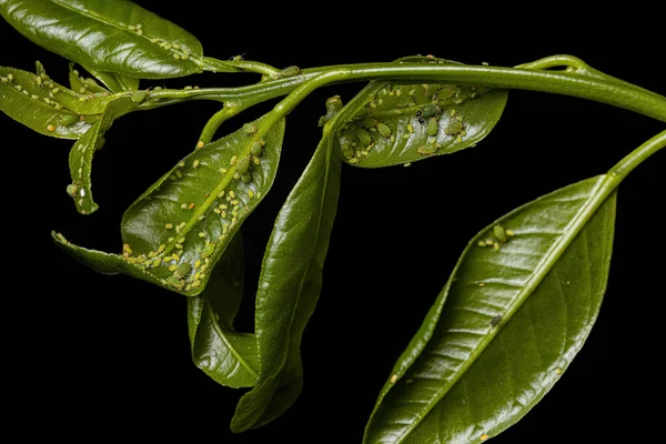 Small Spiraea Aphids Species Aphis Spiraecola Plant Species Annona Squamosa — Stock Photo, Image
