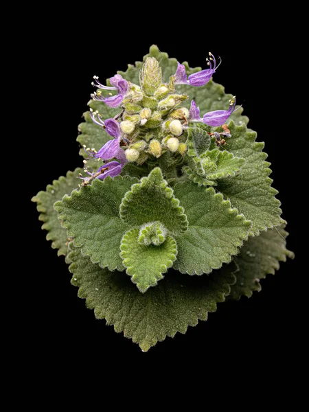 Borage Indyjski Kwiat Gatunku Coleus Amboinicus Białym Świetle Błyskowym — Zdjęcie stockowe