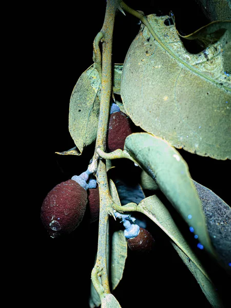 懐中電灯の紫外線下でのGenus Citrusの植物の小さなレモン果実 — ストック写真