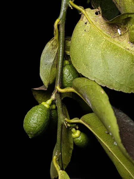 Small Lemon Fruit Plant Genus Citrus White Flash Light — Stock Photo, Image