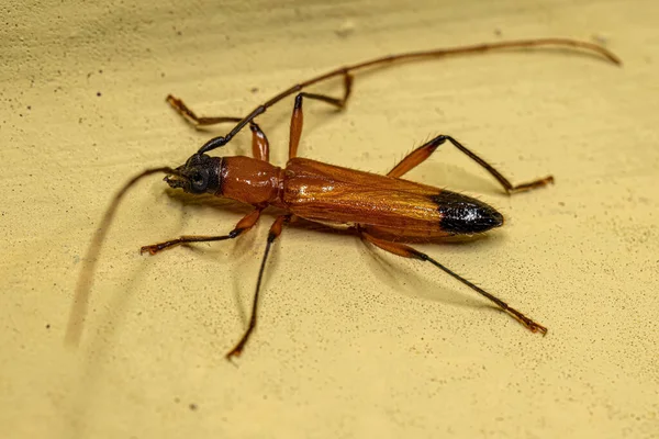 Adulto Escarabajo Longhorn Típico Subfamilia Cerambycinae — Foto de Stock