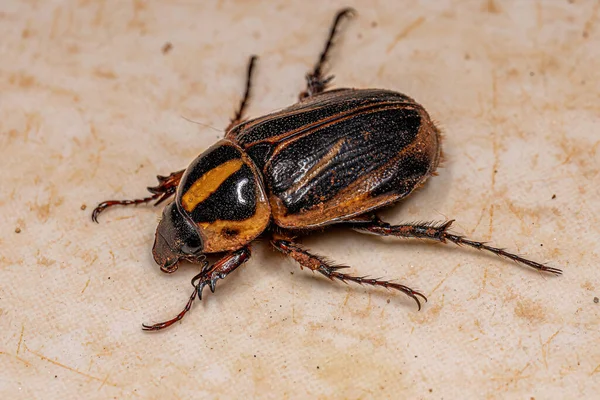 Adult Scarab Beetle Tribe Cyclocephalini — Stock Photo, Image