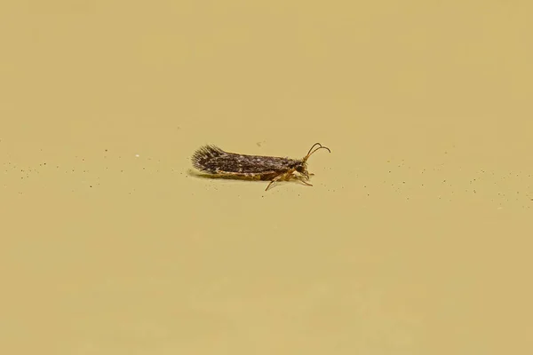 Ενηλίκων Caddisfly Εντόμων Του Τάγματος Trichoptera — Φωτογραφία Αρχείου