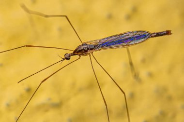 Toxorhina cinsinden Yetişkin Limoniid Turna Sineği