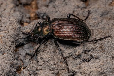 Calosoma cinsinden yetişkin tırtıl avcısı böcek.