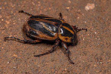 Adult Masked Chafer of the Genus Cyclocephala clipart