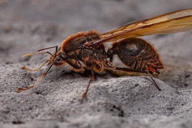 Yetişkin Erkek Kanatlı Atta Yaprak Kesen Karınca Cinsi Atta