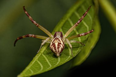 Thomisidae ailesinin küçük dişi yengeç örümceği.