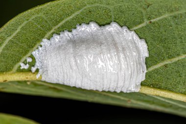 Brochosomes for eggs of insects of the Superfamily Membracoidea