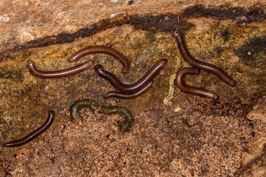 Diplopoda sınıfının yetişkin kırkayak eklembacaklısı.