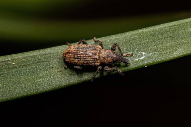 Curculionidae ailesinin Yetişkin Buğday bitleri
