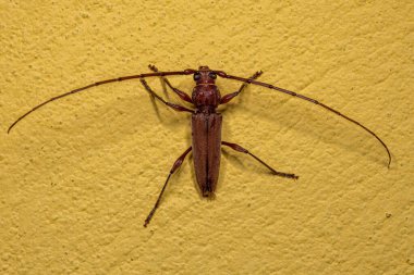 Cerambycidae familyasının Tipik Yetişkin Uzun Boynuzlu Böceği.