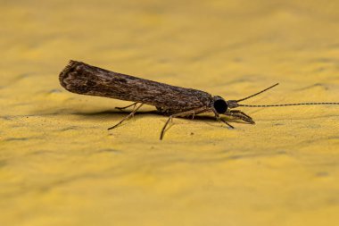 Marilia cinsinin Yetişkin Caddisfly Böceği