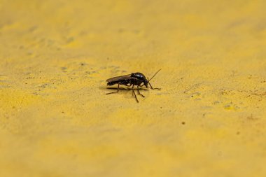 Ceratopogonidae familyasından yetişkin ısıran Midge.