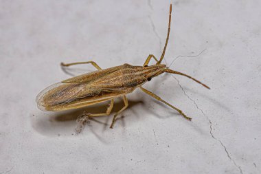 Pentatomidae ailesinin Küçük Yetişkin Kokulu Böceği