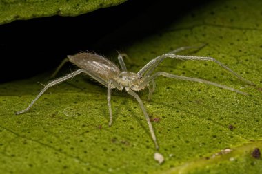 Aile 'nin küçük hayalet örümceği.