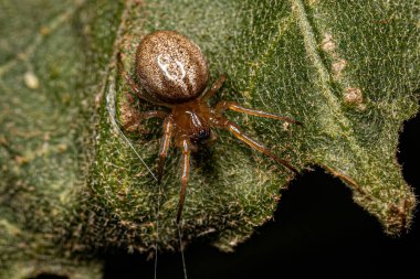 Metazygia cinsinin küçük klasik Orbweaver 'ı