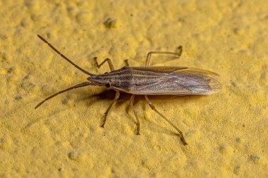 Pentatomidae ailesinin Küçük Yetişkin Kokulu Böceği