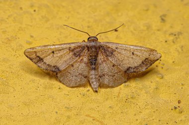 Geometridae ailesinin Yetişkin Jeometre Güvesi