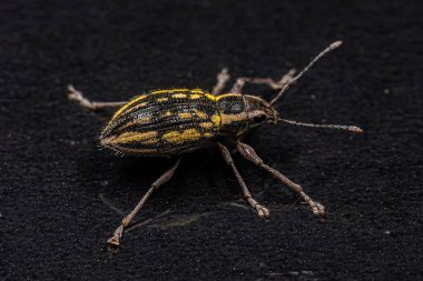 Yetişkin Geniş Burunlu Naupactini kabilesinin Buğday biti