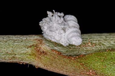 Flatid Insect nymph of the family flatidae