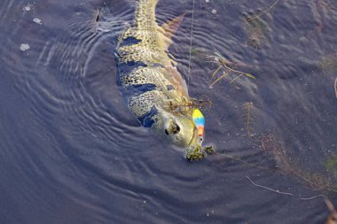 Cichla cinsinin Tavuskuşu Bass Balığı