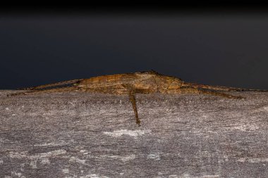 Pseudophyllinae Altfamilyasından Gerçek Katydid Nymph