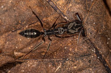 Odontomachus cinsinin Yetişkin Tuzak Çene Karıncası