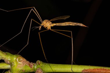 Tipulidae ailesinden Yetişkin Limoniid Turna Sineği