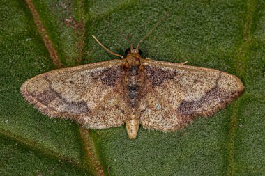 Adult Kendall Wave Moth of the species Idaea kendallaria clipart
