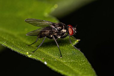 Superfamily Muscoidea 'nın Yetişkin Sivrisineği