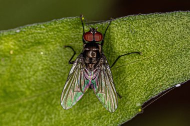 Superfamily Muscoidea 'nın Yetişkin Sivrisineği