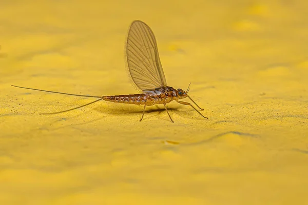 Ενηλίκων Θηλυκό Mayfly Έντομα Της Οικογένειας Baetidae — Φωτογραφία Αρχείου