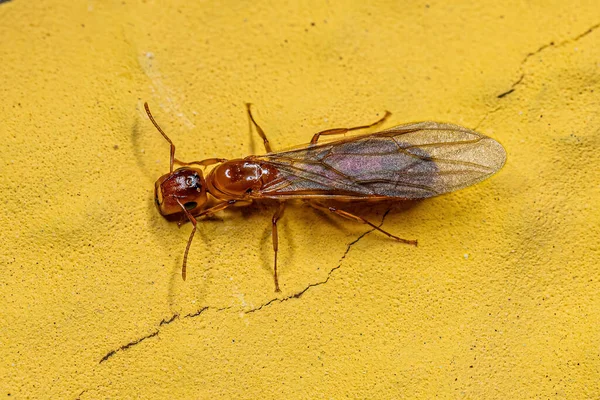Adult Female Carpenter Queen Ant Subgenus Pseudocolobopsis — Stock Photo, Image