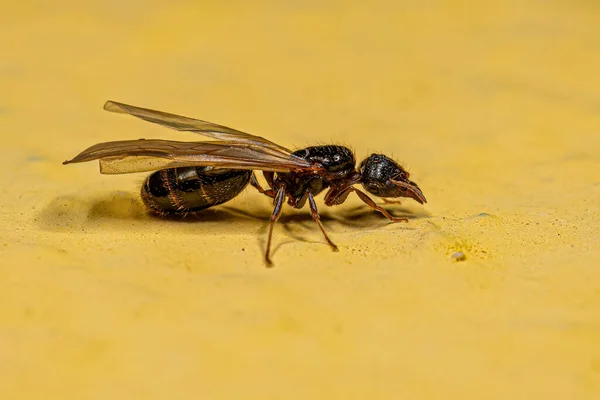 Dospělá Žena Velkou Hlavou Ant Queen Rus Pheidole — Stock fotografie